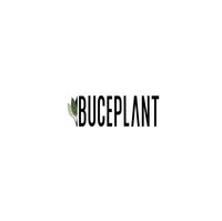 Buce Plant